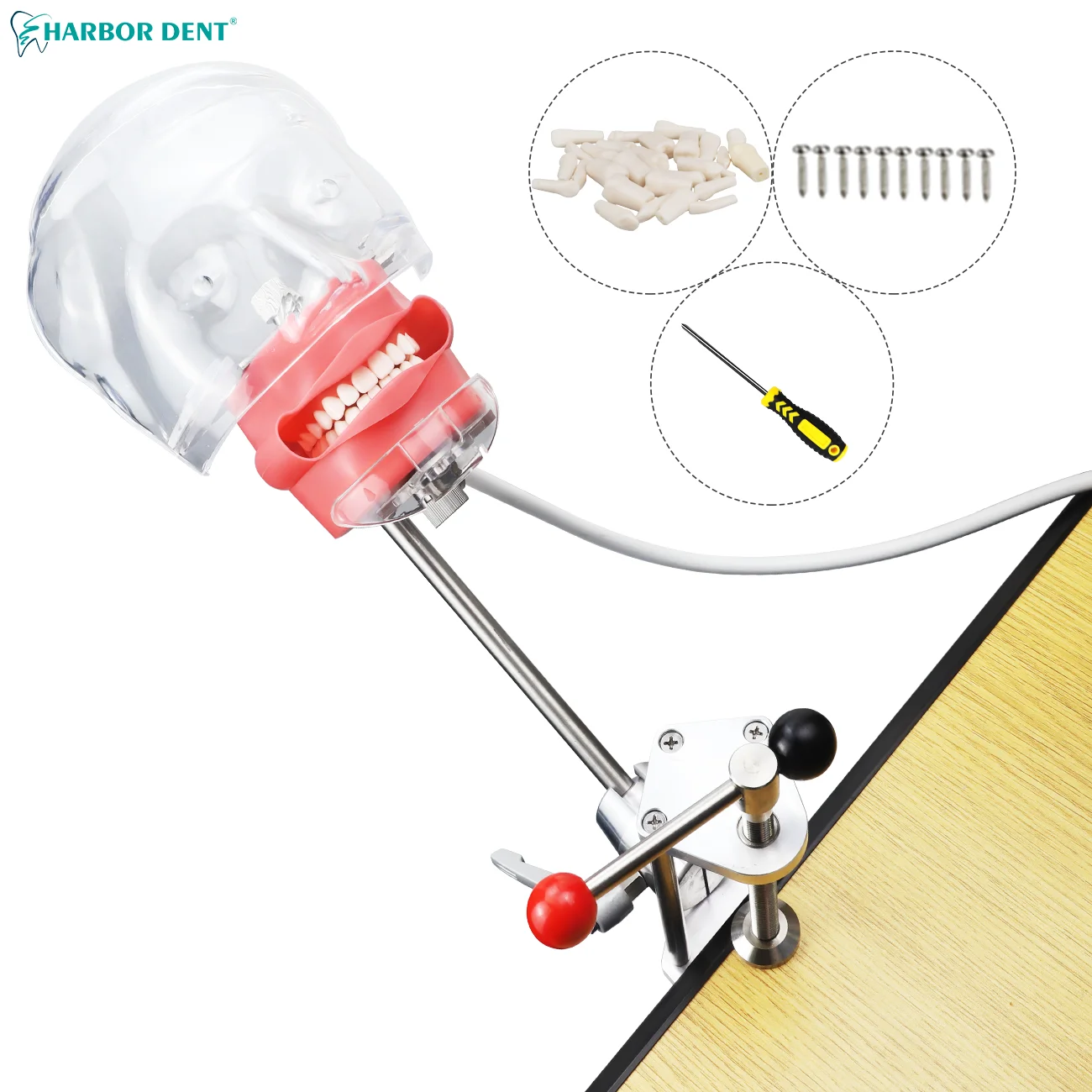Dental Simulator Simple Head Model Free 28 Teeth Dentist Phantom Head For Dentistry Manikin Training Unit
Dental Simulator Simple Head Model Free 28 Teeth Dentist Phantom Head For Dentistry Manikin Training Unit