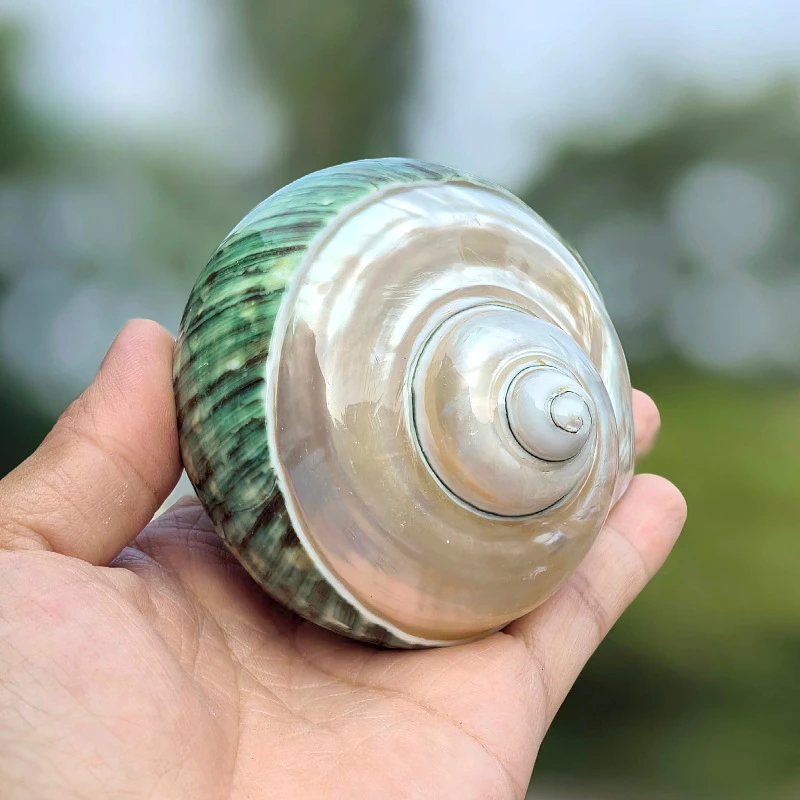 Natural Semi-fluorescent Green Conch Seashell Sea Shells Home Decoration Accessories Aquarium Decoration Shell Decoration
Natural Semi-fluorescent Green Conch Seashell Sea Shells Home Decoration Accessories Aquarium Decoration Shell Decoration