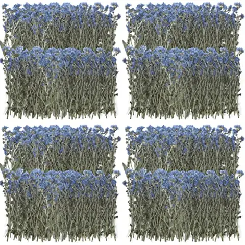200 Pcs Natural Forget Me Not Pressed Dried Flowers Blue Don't Forget Me Dried Flower Real Dried Flowers for Resin Jewelry Cand