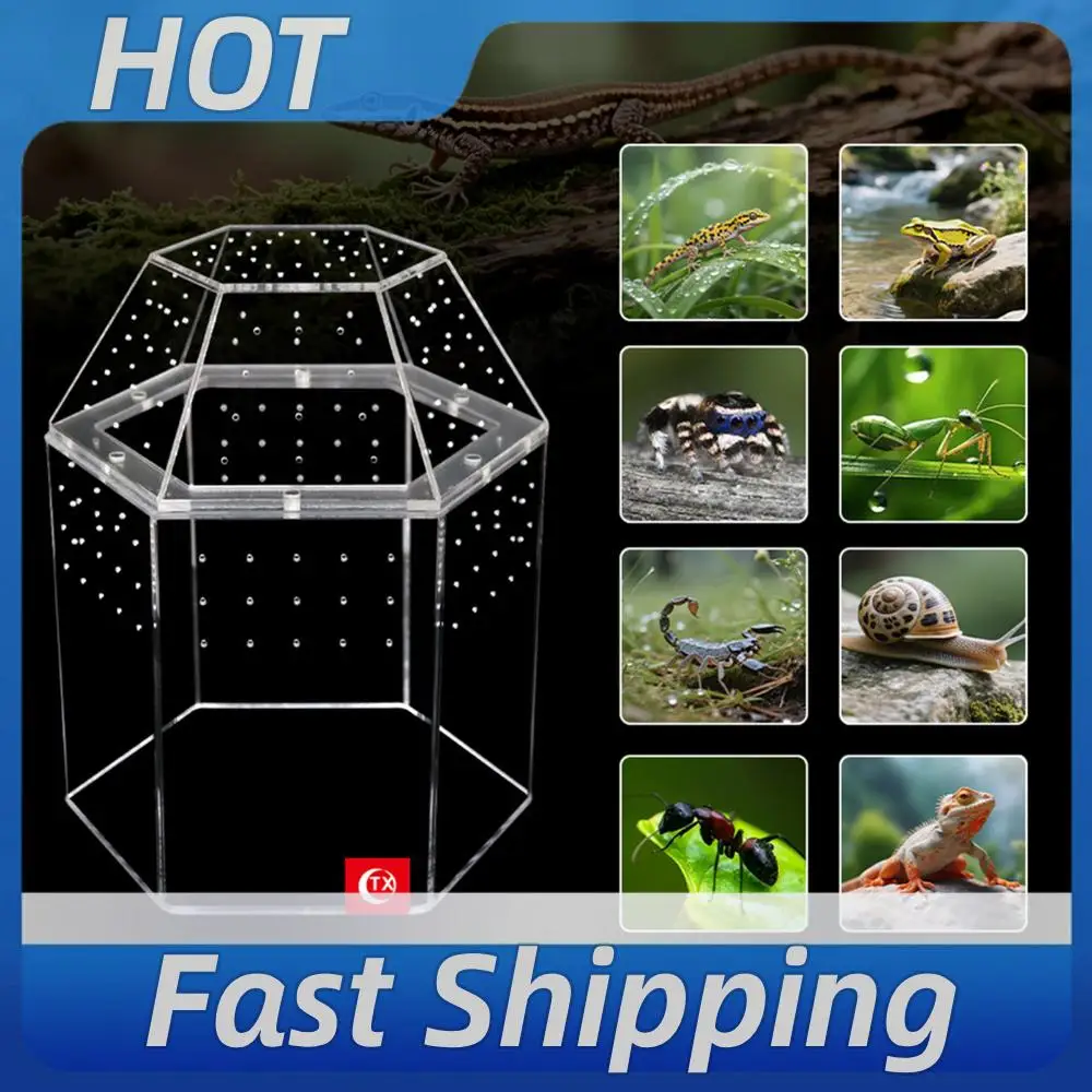 Jumping Spider Enclosure Acrylic Terrarium Habitat All-Side Ventilation Reptile Breeding Box Ventilated for Frog Crickets Snails
Jumping Spider Enclosure Acrylic Terrarium Habitat All-Side Ventilation Reptile Breeding Box Ventilated for Frog Crickets Snails
