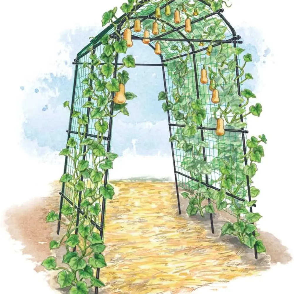 Gardener’s Supply Company Extra Tall Garden Arch Arbor | 80 Inch Tall Titan Squash Tunnel | Lightweight Metal, Trellis Plant Sta
Gardener’s Supply Company Extra Tall Garden Arch Arbor | 80 Inch Tall Titan Squash Tunnel | Lightweight Metal, Trellis Plant Sta