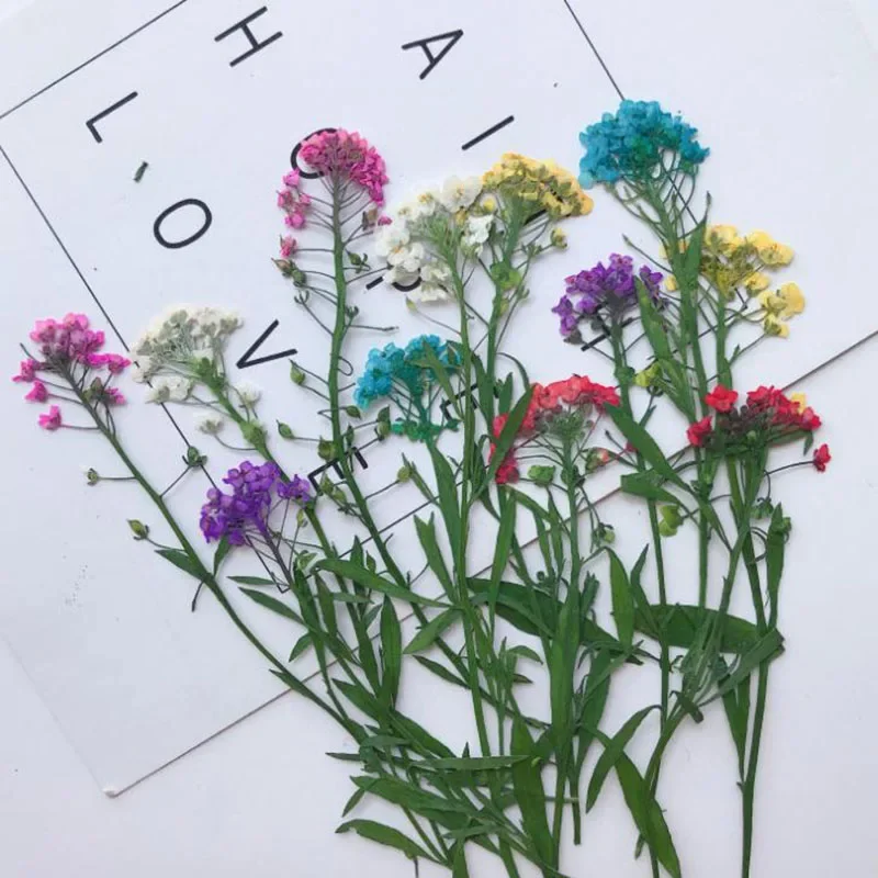 60pcs 6-8cm Pressed Dried Lobularia Maritima Flower Plant Herbarium For Jewelry Postcard Invitation Card Phone Case Candle DIY
60pcs 6-8cm Pressed Dried Lobularia Maritima Flower Plant Herbarium For Jewelry Postcard Invitation Card Phone Case Candle DIY