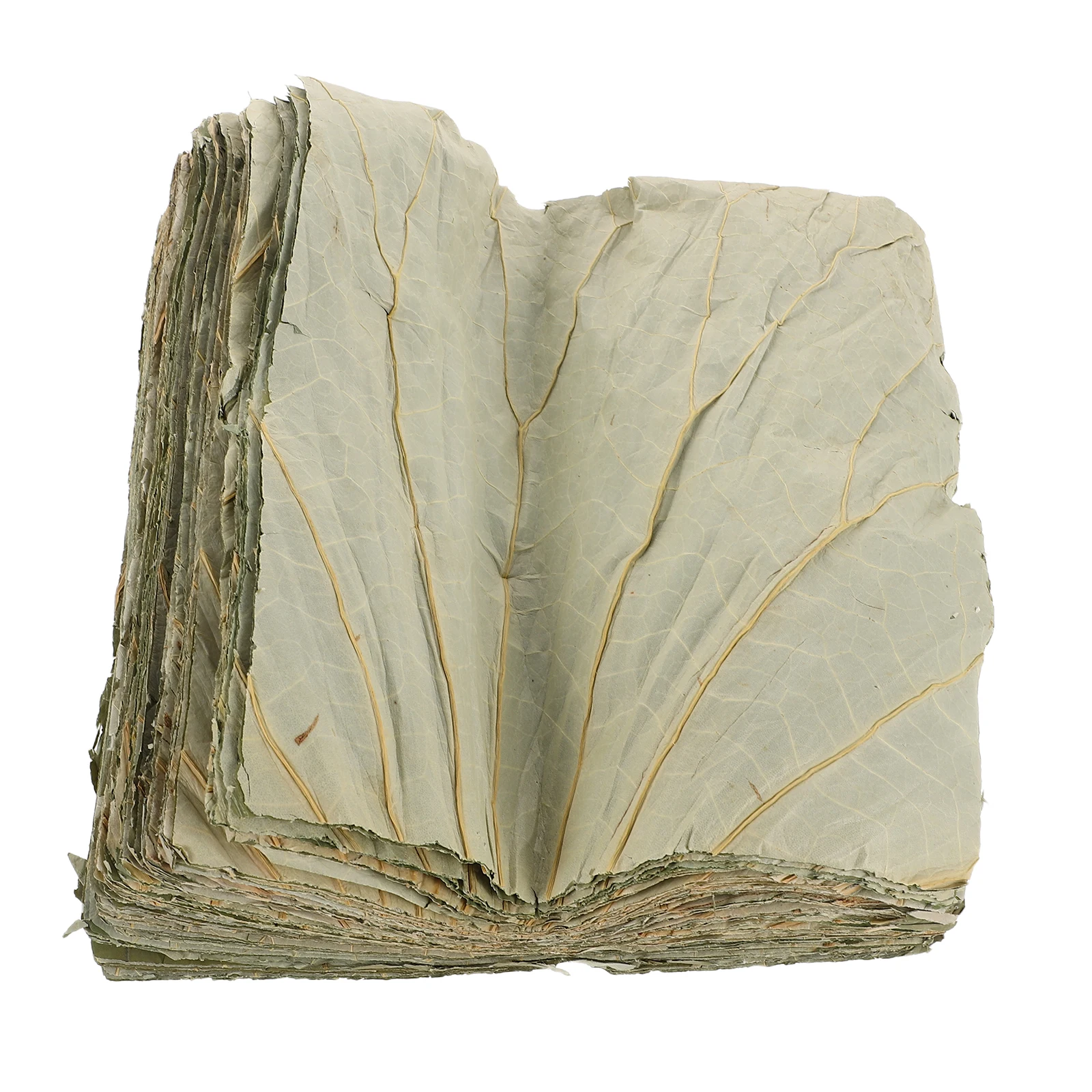 100Pcs Square Dried Lotus Leaf Sheets Natural Food Plating Leaves Buffet Sushi Plate Liner Asian Party Serving
100Pcs Square Dried Lotus Leaf Sheets Natural Food Plating Leaves Buffet Sushi Plate Liner Asian Party Serving