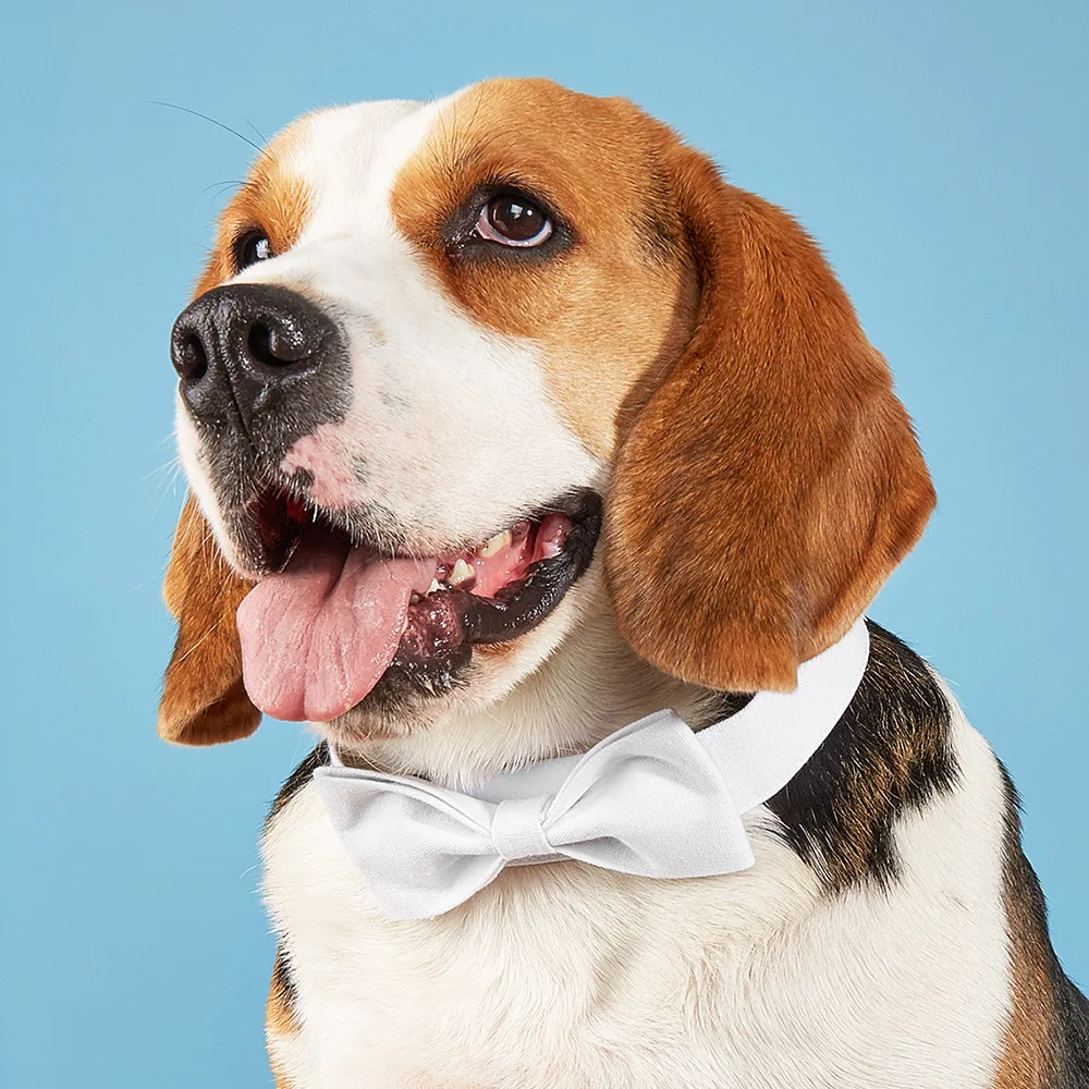 Velcro Adjustable Pet Formal Necktie Bow Tie British Style Dog Collar for Dog & Cat Pet Supplies for Wedding Holiday and Party
Velcro Adjustable Pet Formal Necktie Bow Tie British Style Dog Collar for Dog & Cat Pet Supplies for Wedding Holiday and Party