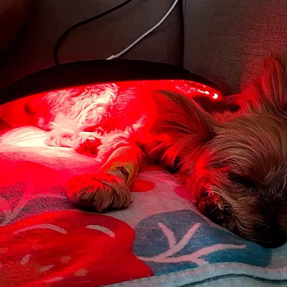 660nm Portable Red Light Therapy for Pets, Professional Device for Hip Dysplasia, Arthritis Pain Relief and Enhanced Comfort
660nm Portable Red Light Therapy for Pets, Professional Device for Hip Dysplasia, Arthritis Pain Relief and Enhanced Comfort