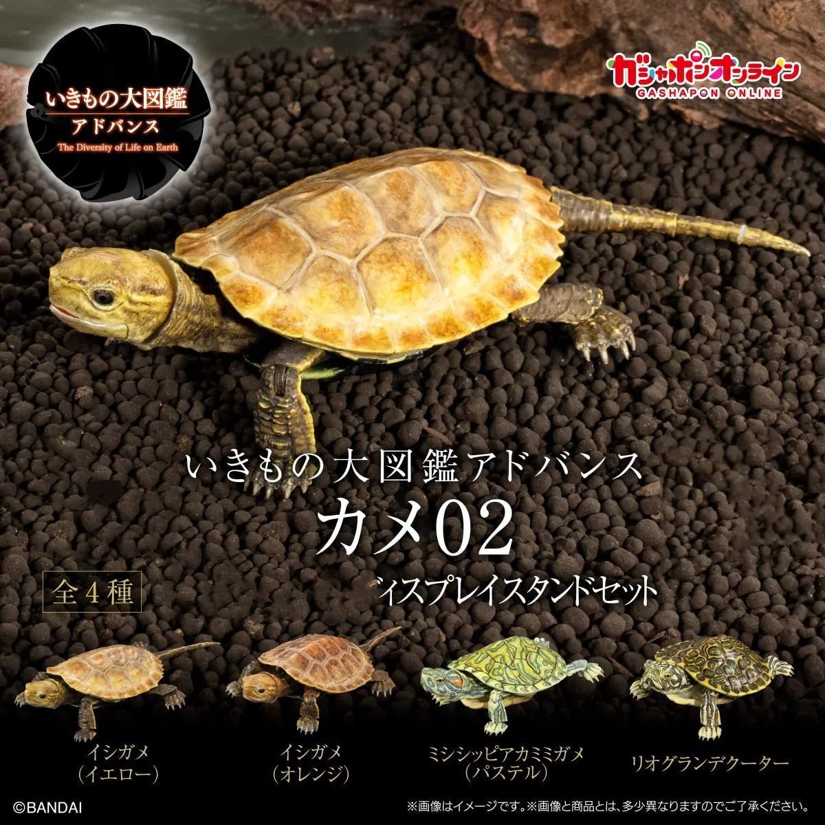 Japanese Genuine Gacha Scale Model Biological Encyclopedia Simulation Animal Brazilian Brocade Flame Turtle Action Figure Toys
Japanese Genuine Gacha Scale Model Biological Encyclopedia Simulation Animal Brazilian Brocade Flame Turtle Action Figure Toys