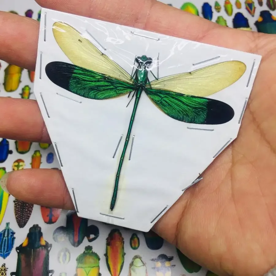 Real Dragonfly Specimens Insects DIY Crafts Teaching Research Hobbies Collection Home Decor Home Decoration Accessories Statue
Real Dragonfly Specimens Insects DIY Crafts Teaching Research Hobbies Collection Home Decor Home Decoration Accessories Statue