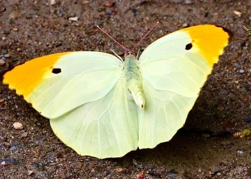 1 шт., настоящий натуральный образец бабочки без нанесения крыльев, треугольная сумка для самостоятельной практики, разнообразная мульти-ручная работа, школьное обучение
1 шт., настоящий натуральный образец бабочки без нанесения крыльев, треугольная сумка для самостоятельной практики, разнообразная мульти-ручная работа, школьное обучение