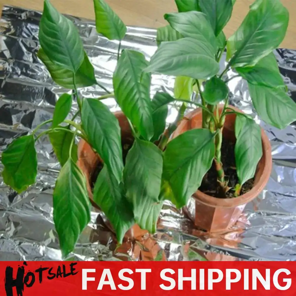 Silver PETP Plant Reflective Film Safety and Non-toxicity Harmless Greenhouse Plant Reflective Film Plant Covers 210x120cm
Silver PETP Plant Reflective Film Safety and Non-toxicity Harmless Greenhouse Plant Reflective Film Plant Covers 210x120cm