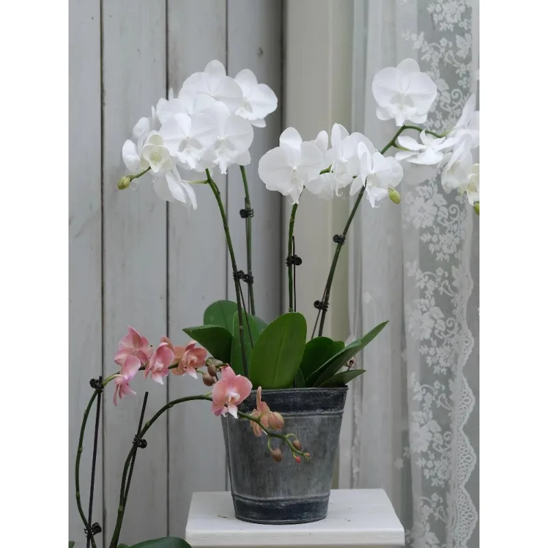 Outdoor courtyard garden decoration retro old wrought iron flower pot large diameter iron pot flower bucket flower ornament
Outdoor courtyard garden decoration retro old wrought iron flower pot large diameter iron pot flower bucket flower ornament