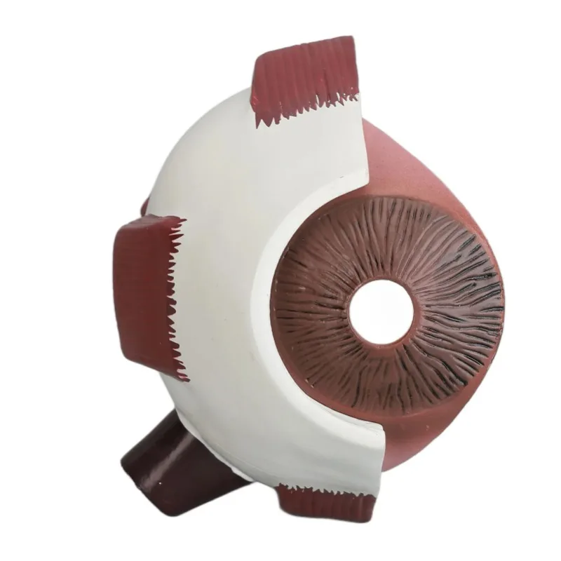 Cornea Eyeball Model Human Eye Model Accurate Display Enlarged Eyeball Eye Demonstration Medical Teaching Prop Anatomical Model
Cornea Eyeball Model Human Eye Model Accurate Display Enlarged Eyeball Eye Demonstration Medical Teaching Prop Anatomical Model