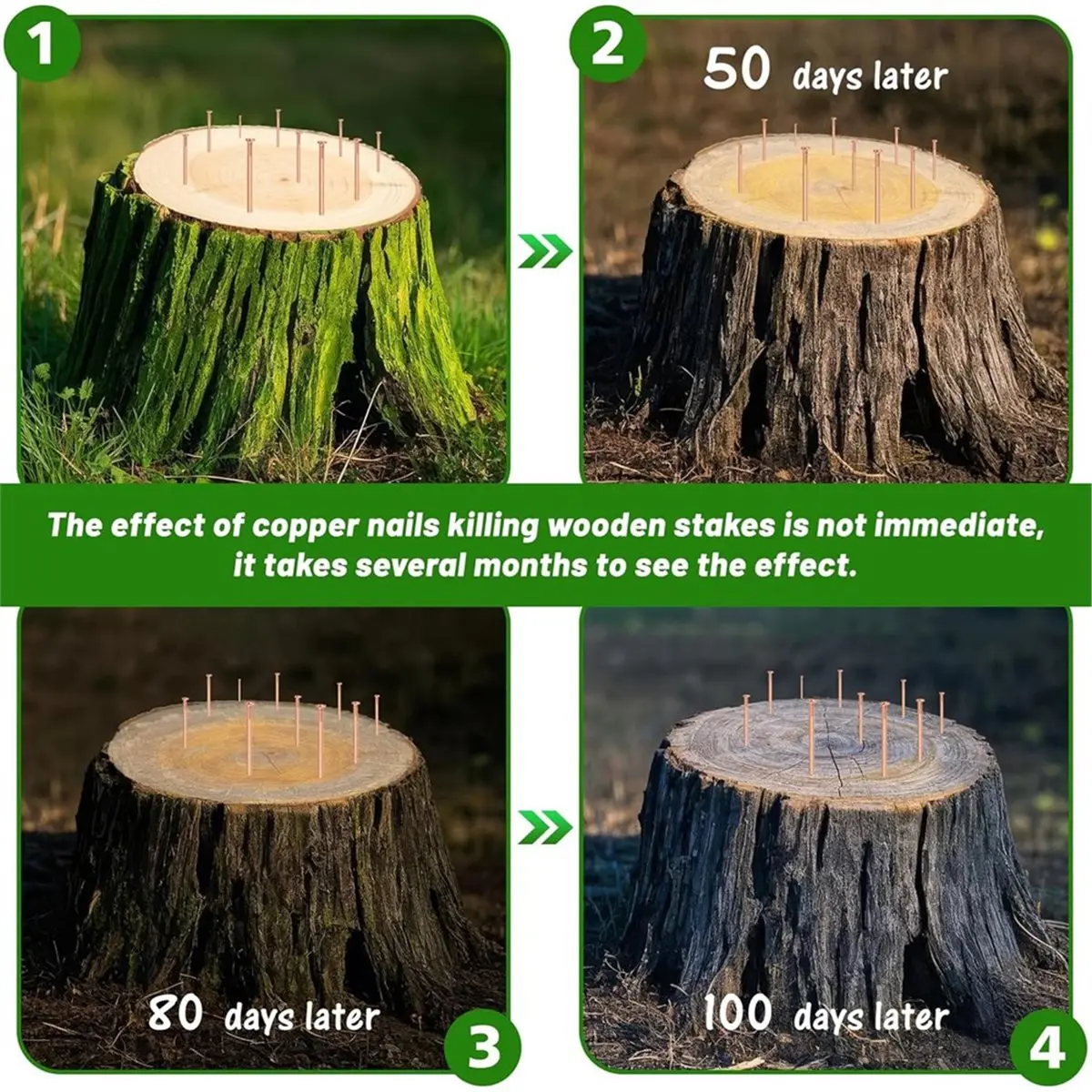 A58Z 10 Pack Copper Nails for Killing Trees, 4" Copper Nails Stump Removal, Tree Stump Killing with Long SteelNail and Drill
A58Z 10 Pack Copper Nails for Killing Trees, 4" Copper Nails Stump Removal, Tree Stump Killing with Long SteelNail and Drill