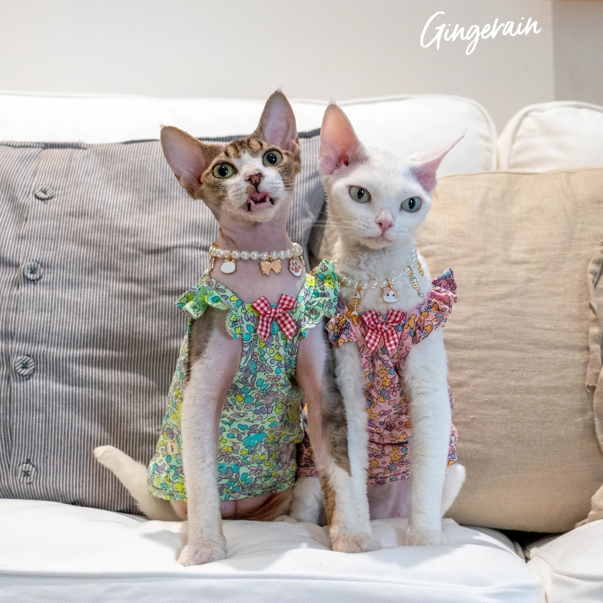 Luxury Devon Cat Dress Pet Supplies Sphynx Cat Sleeveless Cotton Skirt Princess Sweet Dress For Sphynix Cat in Spring Summer
Luxury Devon Cat Dress Pet Supplies Sphynx Cat Sleeveless Cotton Skirt Princess Sweet Dress For Sphynix Cat in Spring Summer