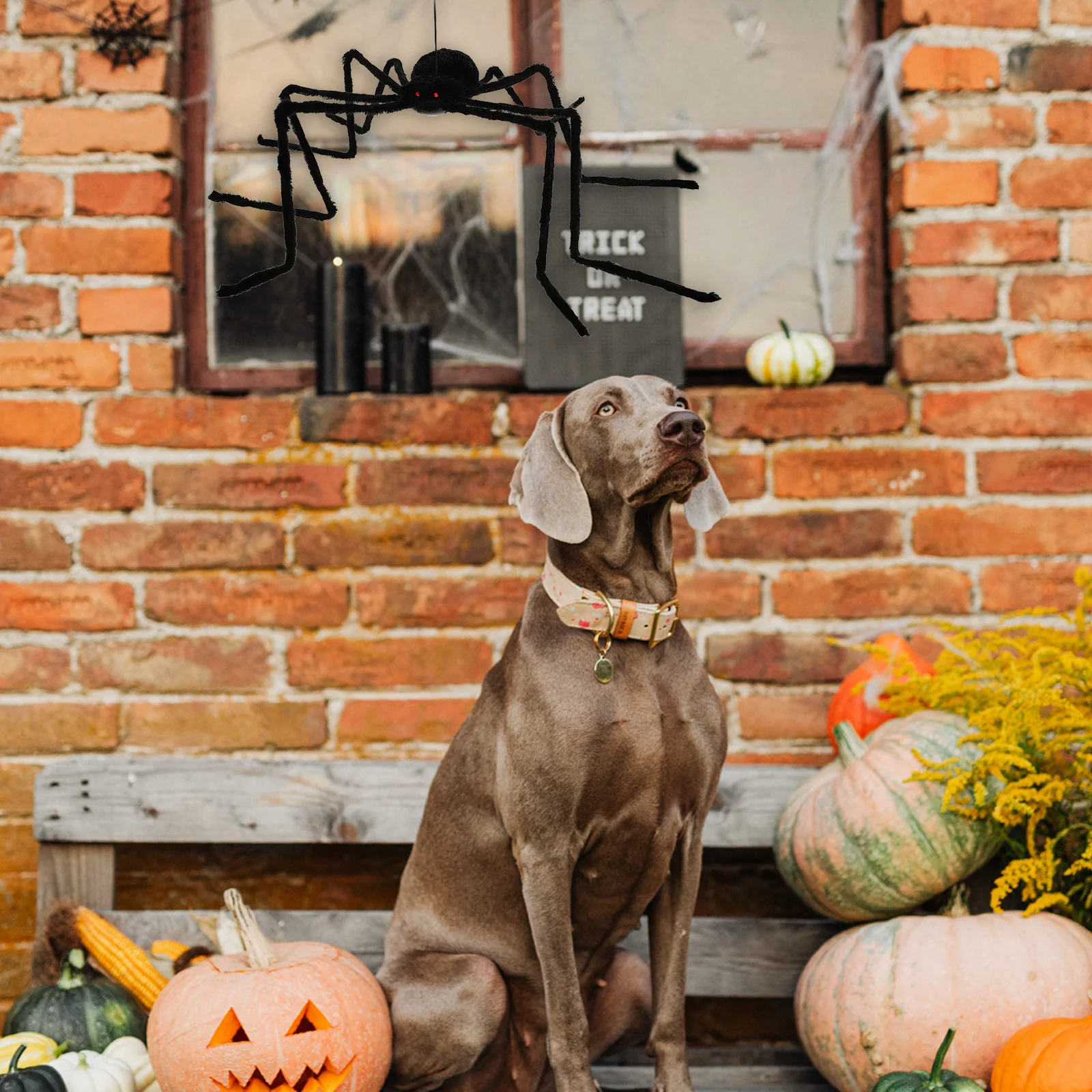 1Pcs Realistic Halloween Vibrate Glowing Simulated Spider Scary Party Decor Prop Luminous Sound Spider
1Pcs Realistic Halloween Vibrate Glowing Simulated Spider Scary Party Decor Prop Luminous Sound Spider