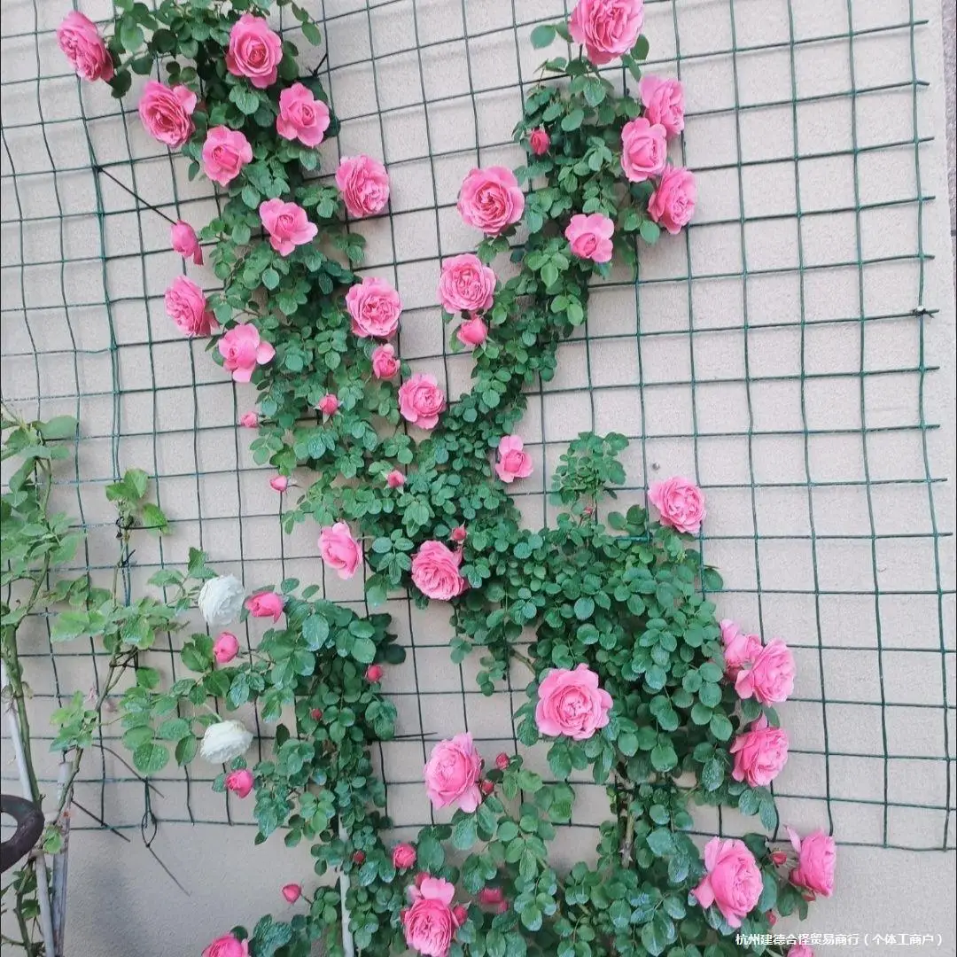 Rose windmill jasmine vine climbing mesh wall holder traction mesh bed wire blue snowflake vine rose vine climbing frame
Rose windmill jasmine vine climbing mesh wall holder traction mesh bed wire blue snowflake vine rose vine climbing frame