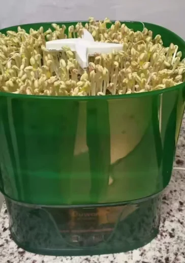 Home Use Automatic Bean Sprout Maker, Small Constant Temperature Germination Machine for Mung Beans & Soybeans
Home Use Automatic Bean Sprout Maker, Small Constant Temperature Germination Machine for Mung Beans & Soybeans