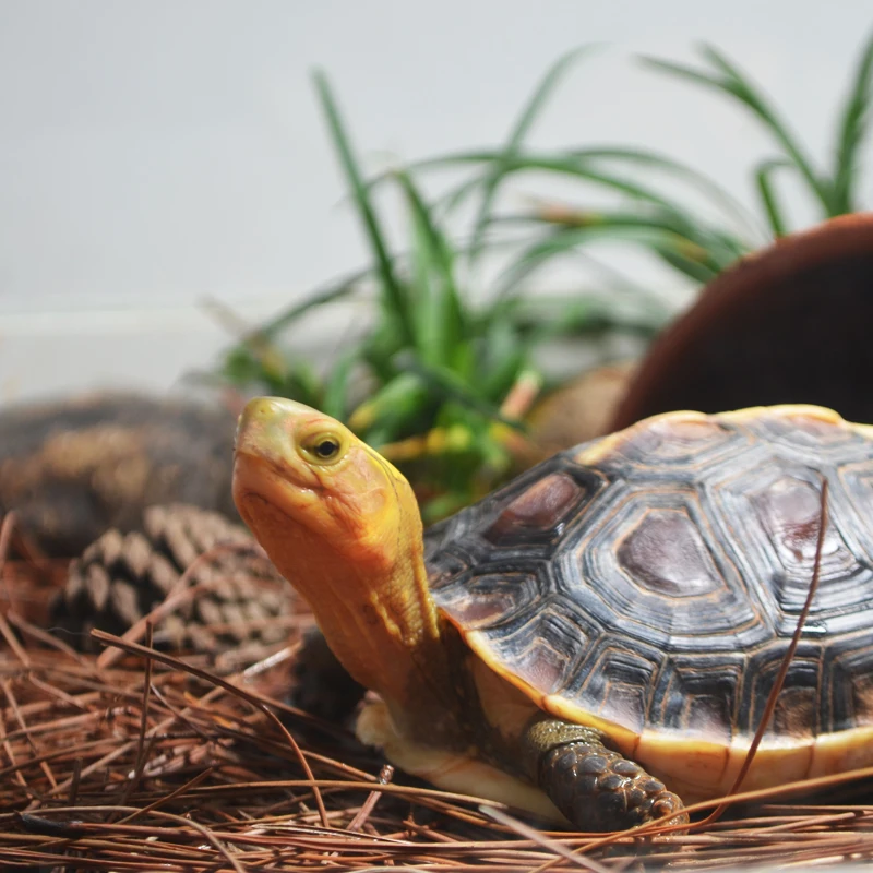 Breeding turtle box glass special water tank Anyuan semi-water turtle ecological landscaping plant breeding box
Breeding turtle box glass special water tank Anyuan semi-water turtle ecological landscaping plant breeding box