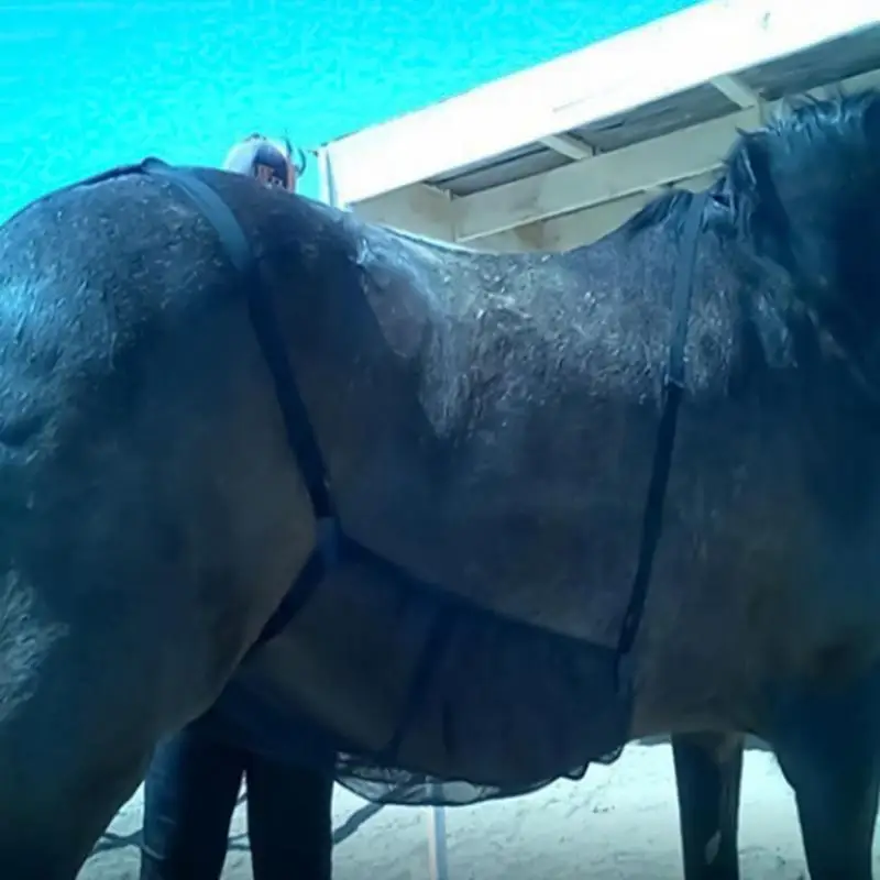 Horse Sheet Breathable Adjustable Mesh Horse Belly Protector Pet Supplies For Outdoor Garden Backyard Farm Patio Family Friends
Horse Sheet Breathable Adjustable Mesh Horse Belly Protector Pet Supplies For Outdoor Garden Backyard Farm Patio Family Friends