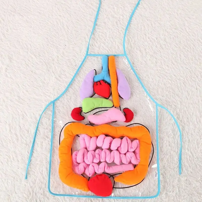 Educational Insights Toys For Children Anatomy Apron Human Body Organs Awareness Preschool Science School Teaching Aids Tool
Educational Insights Toys For Children Anatomy Apron Human Body Organs Awareness Preschool Science School Teaching Aids Tool