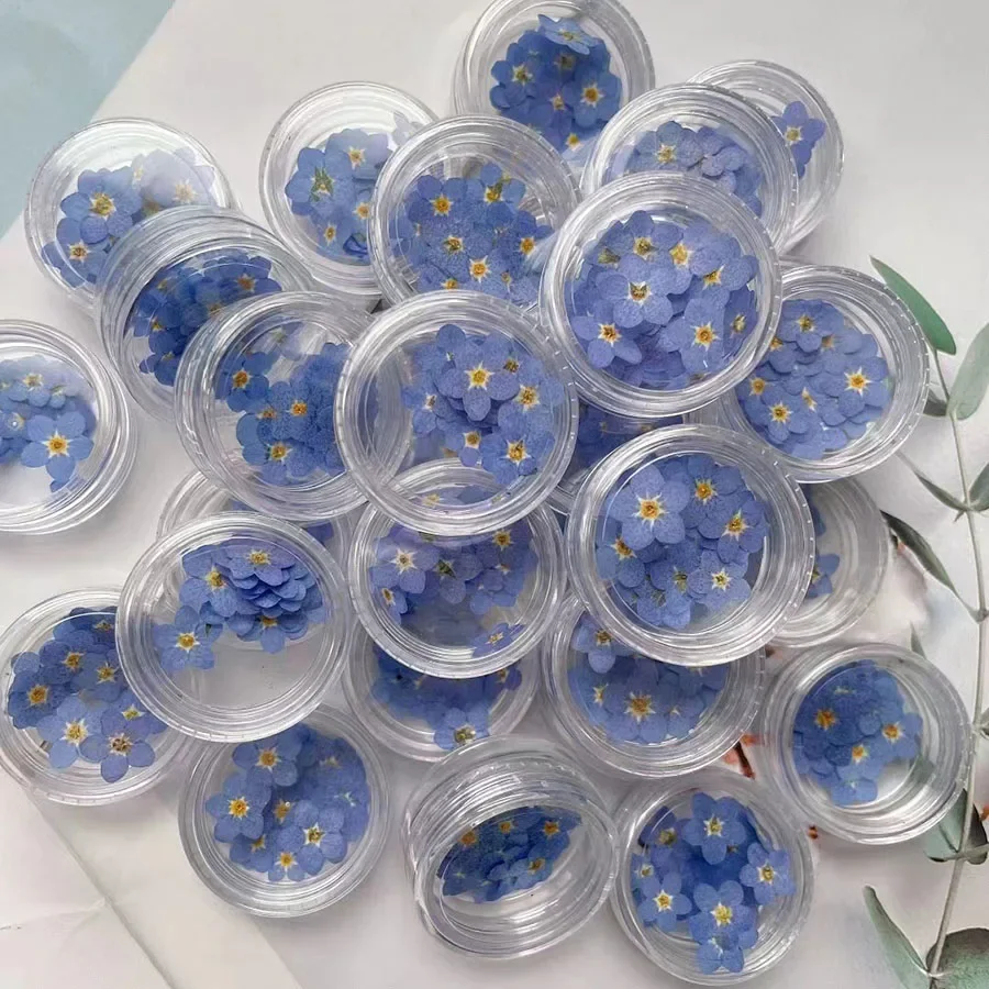 100pcs Pressed Dried Mini Natural Blue Forgetmenot Myosotis Sylvatica Flower Plant Herbarium For Jewelry Bookmark Nailart Craft
100pcs Pressed Dried Mini Natural Blue Forgetmenot Myosotis Sylvatica Flower Plant Herbarium For Jewelry Bookmark Nailart Craft