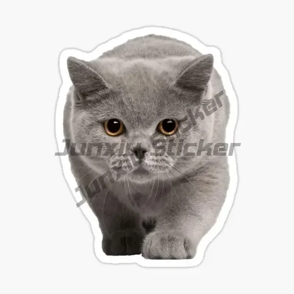 British Shorthair Blue Cat Sticker Window Truck Car Laptop Camper Wall Bicycle Glass Helmet Camper Decorative Accessories Decal
British Shorthair Blue Cat Sticker Window Truck Car Laptop Camper Wall Bicycle Glass Helmet Camper Decorative Accessories Decal