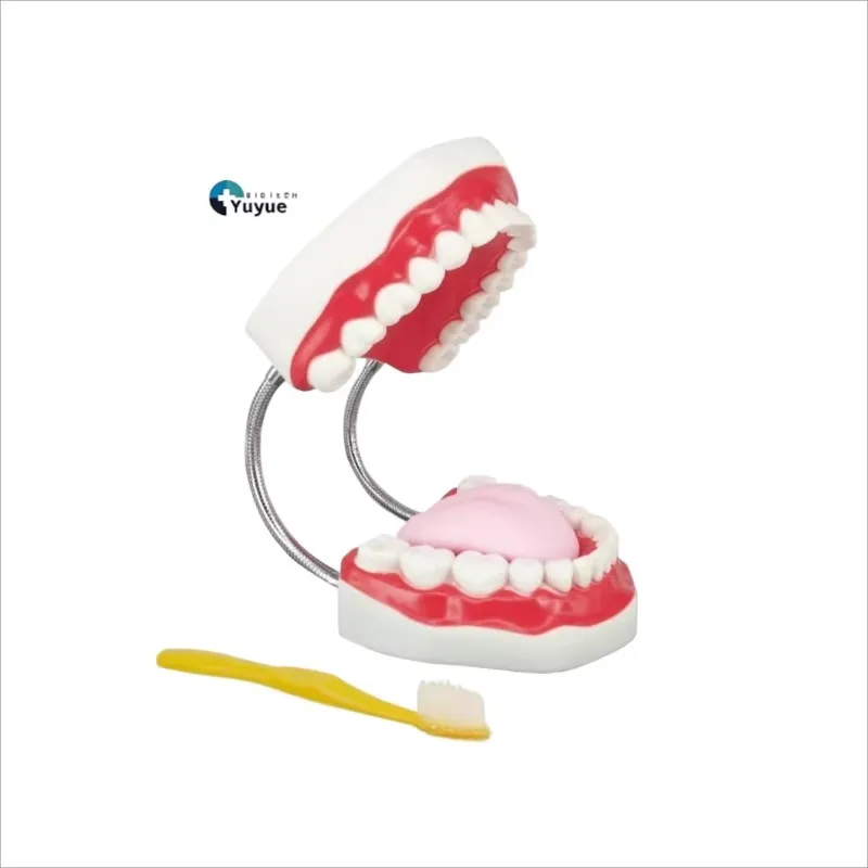 6X Enlarged Dental Anatomy Model with Toothbrush - Oral Hygiene & Dentistry Education Tool
6X Enlarged Dental Anatomy Model with Toothbrush - Oral Hygiene & Dentistry Education Tool