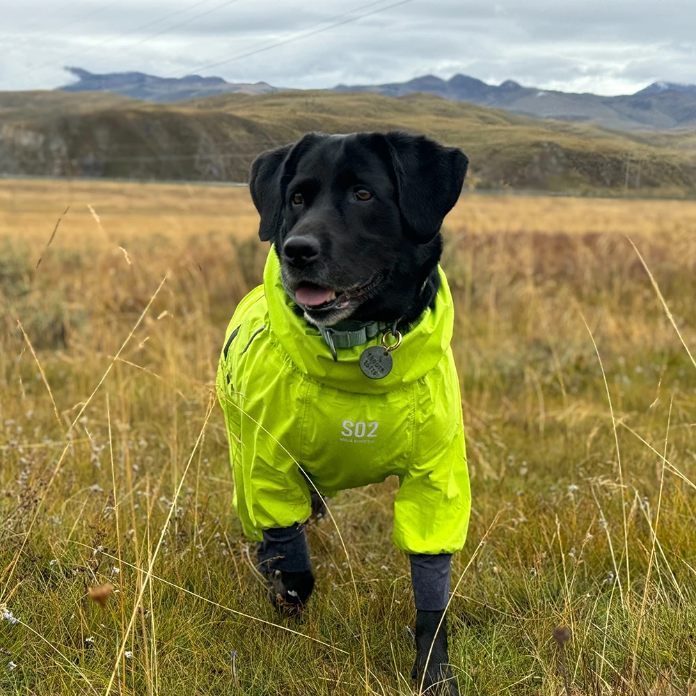 Luxurious Classic Dog Raincoat New Design With Lightweight Pressed Rubber All-Inclusive Four Legs Waterproof Cover For Collie
Luxurious Classic Dog Raincoat New Design With Lightweight Pressed Rubber All-Inclusive Four Legs Waterproof Cover For Collie