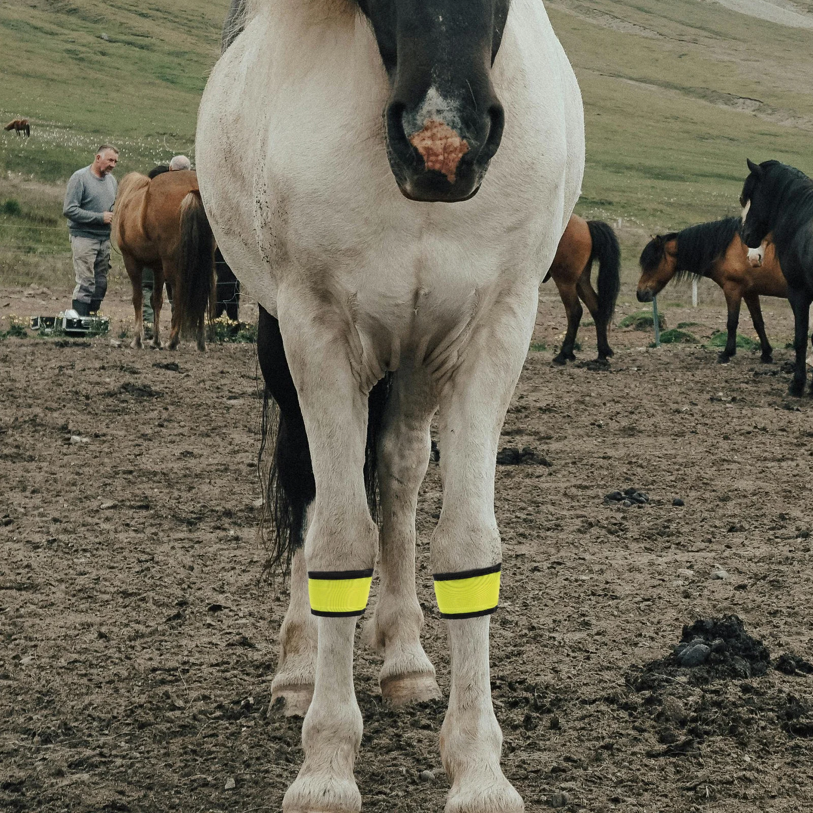 4Pcs LEDHorseAnkleBandsReflectiveLeggingsRidingGearHighBrightnessComfortableFitDurableDesignYellowHalloweenTack
4Pcs LEDHorseAnkleBandsReflectiveLeggingsRidingGearHighBrightnessComfortableFitDurableDesignYellowHalloweenTack