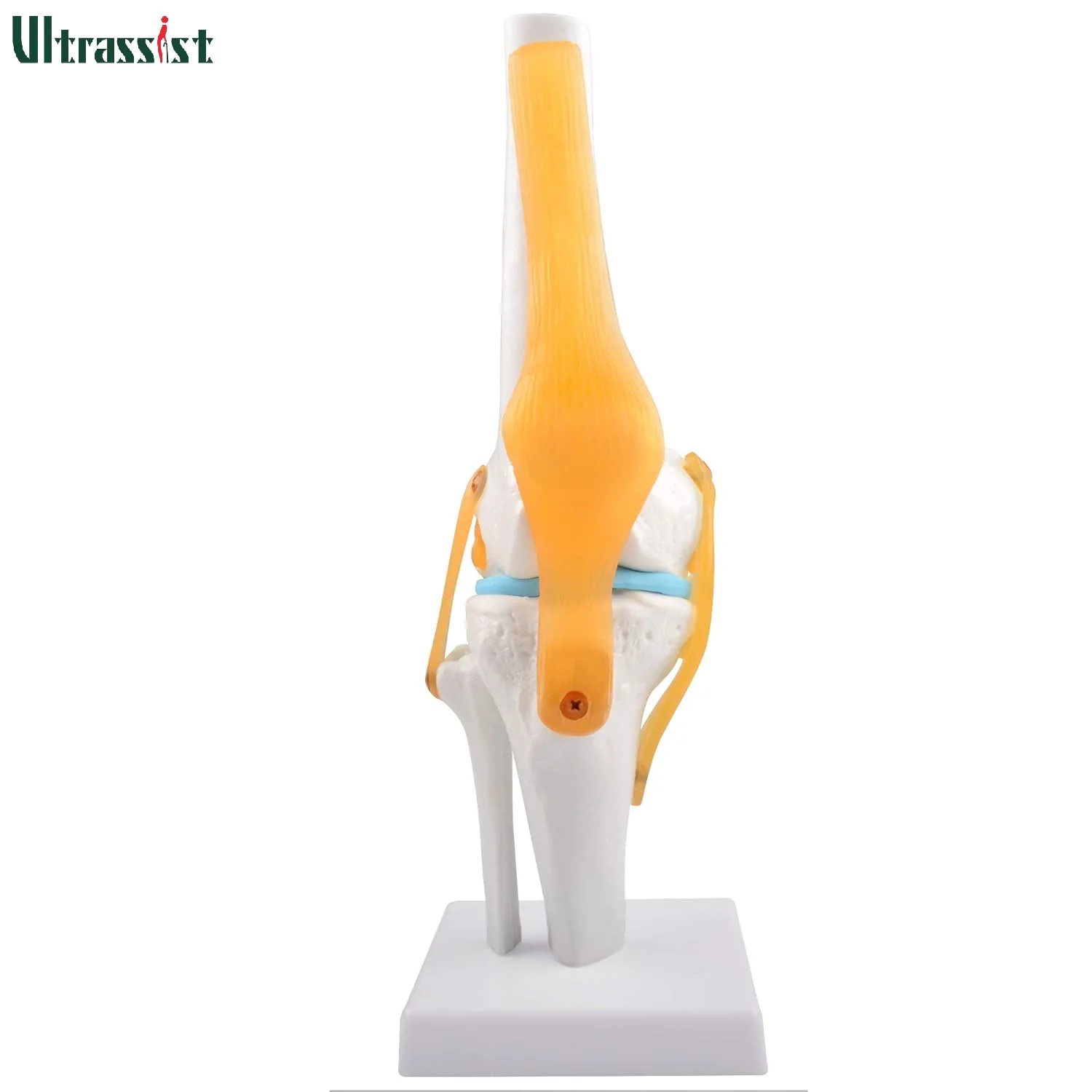 Ultrassist Human Cervical Spine Model Life Size Cervical Vertebrae Nerves Vertebral Arteries & Occipital Plate for Medic Educate
Ultrassist Human Cervical Spine Model Life Size Cervical Vertebrae Nerves Vertebral Arteries & Occipital Plate for Medic Educate