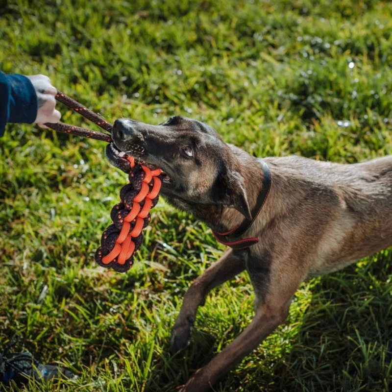 Outdoor Pet Knot Toys, Pet Biting and Teething Toys to Relieve Boredom Order with One Click
Outdoor Pet Knot Toys, Pet Biting and Teething Toys to Relieve Boredom Order with One Click
