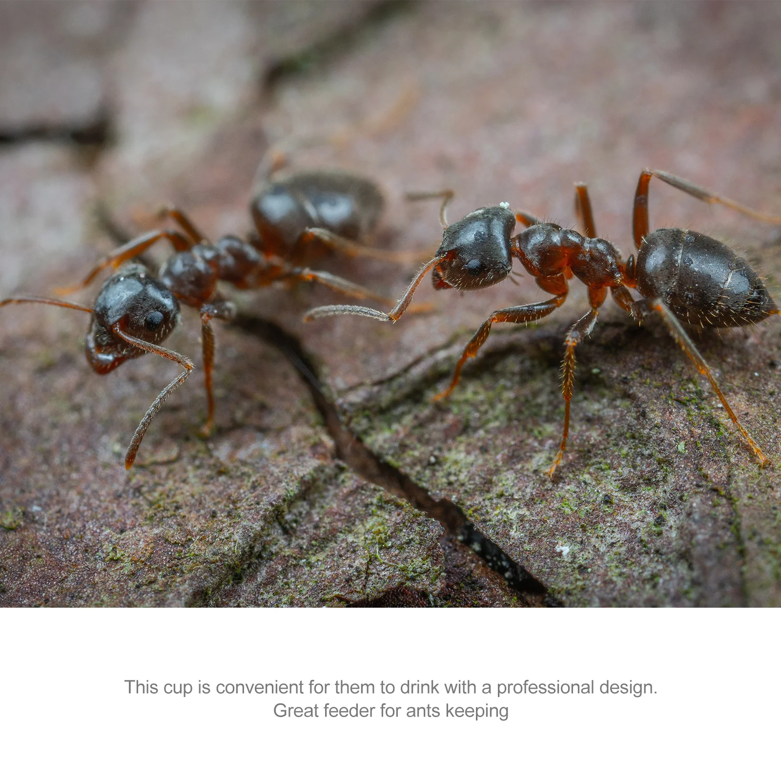 Clear Ants Water Feeder for Nest Hydration Acrylic Drinking Bowl for Ant Keeping System Reliable Feeding Accessory
Clear Ants Water Feeder for Nest Hydration Acrylic Drinking Bowl for Ant Keeping System Reliable Feeding Accessory