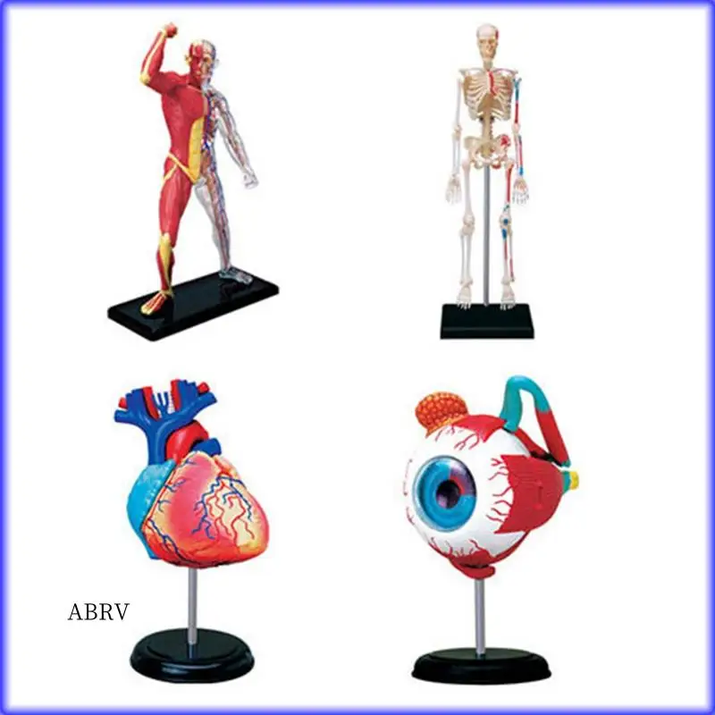 Highly Recommended--Torso Human Body Model Removable Parts Education Organs Model For Teaching Study Class Students
Highly Recommended--Torso Human Body Model Removable Parts Education Organs Model For Teaching Study Class Students