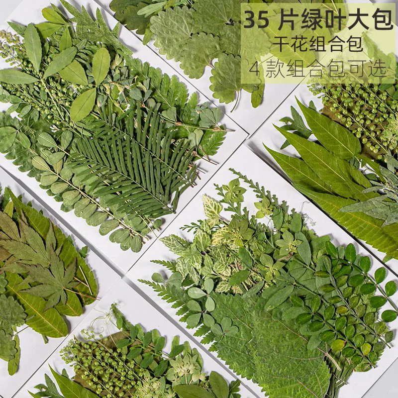Kindergarten DIY Craft Stickers, Dried Flower and Pressed Flower DIY Material Kit, Photo Face Decoration Large Pack, DIY Real Leaf Plant Specimens
Kindergarten DIY Craft Stickers, Dried Flower and Pressed Flower DIY Material Kit, Photo Face Decoration Large Pack, DIY Real Leaf Plant Specimens