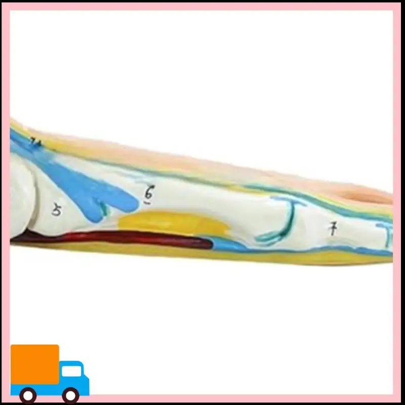 Professional-Foot Anatomy Model, Human Anatomy Foot Model, Normal Flat Arched Foot Model, Human Foot Muscle Model Flat Feet
Professional-Foot Anatomy Model, Human Anatomy Foot Model, Normal Flat Arched Foot Model, Human Foot Muscle Model Flat Feet