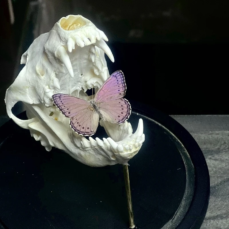 2161 3D Beast Skull Skeleton with Butterfly Specimen Resin Art Glass Dome Display Home Decor Entomology Collection Gift Nature
2161 3D Beast Skull Skeleton with Butterfly Specimen Resin Art Glass Dome Display Home Decor Entomology Collection Gift Nature