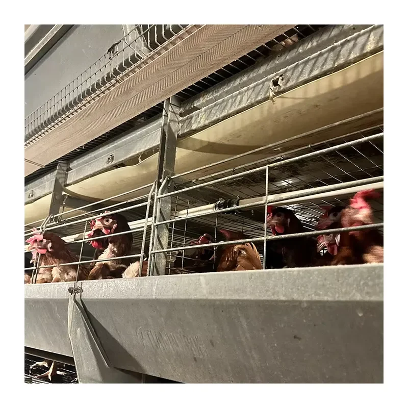 New A/H Type Automatic Egg Layer Chicken Poultry Cage for Farm Use
New A/H Type Automatic Egg Layer Chicken Poultry Cage for Farm Use
