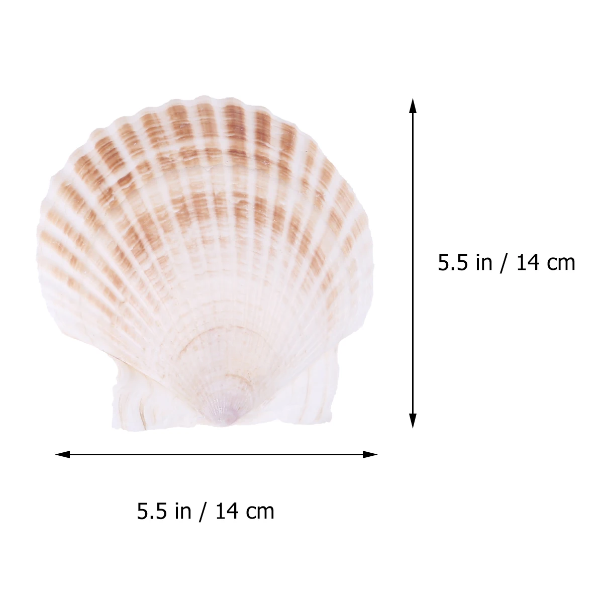 3pcs White Scallops Shell Aquarium Decorations Fish Tank Ornaments Home Decor Stores Environment Scenery Natural Safe Attractive 
3pcs White Scallops Shell Aquarium Decorations Fish Tank Ornaments Home Decor Stores Environment Scenery Natural Safe Attractive