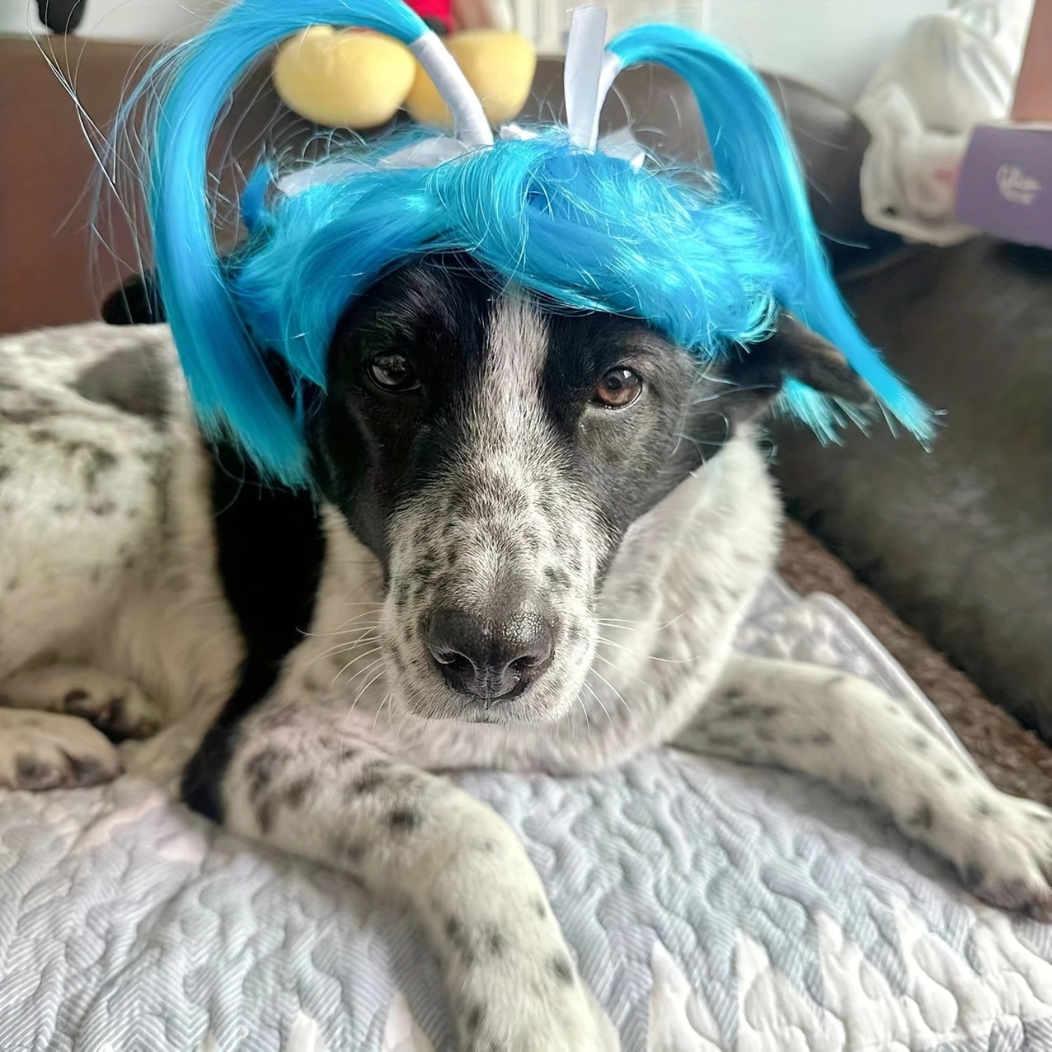 1pc, Blue Ribbon-Tie Pet Wig, Dog Costume Accessory, Anime Cosplay For Pets, Fun Party Dress Up, Cute Dog Hairpiece
1pc, Blue Ribbon-Tie Pet Wig, Dog Costume Accessory, Anime Cosplay For Pets, Fun Party Dress Up, Cute Dog Hairpiece