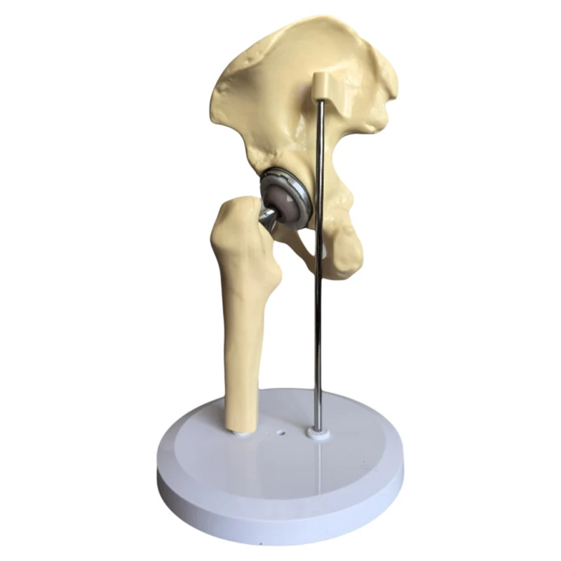 Artificial Hip Joint Model Medical yeaching model PVC Anatomical Model for Medical Training
Artificial Hip Joint Model Medical yeaching model PVC Anatomical Model for Medical Training