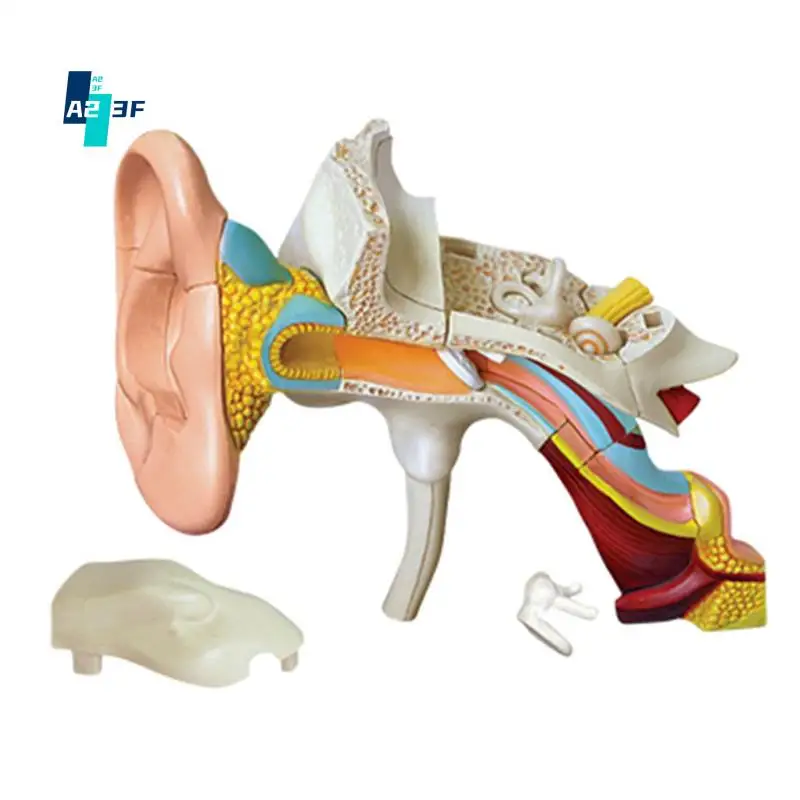 A23F--Torso Human Body Model Removable Parts Education Organs Model For Teaching Study Class Students
A23F--Torso Human Body Model Removable Parts Education Organs Model For Teaching Study Class Students
