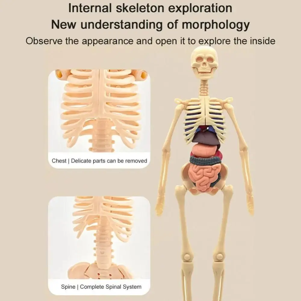Plastics 3d Human Torso Model DIY Mannequin Construction Science Cognitive Puzzle Transparent Montessori Skeleton Model
Plastics 3d Human Torso Model DIY Mannequin Construction Science Cognitive Puzzle Transparent Montessori Skeleton Model