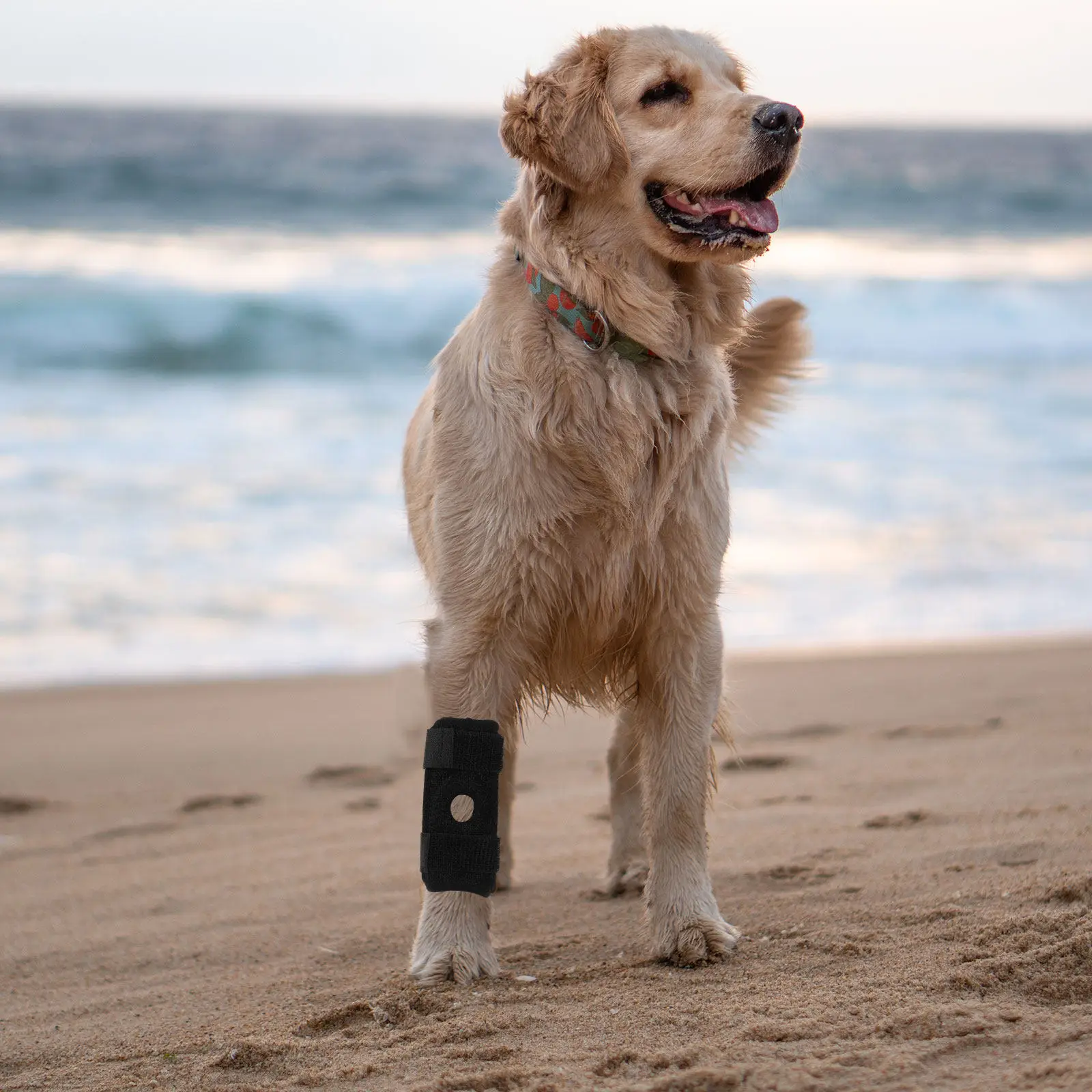 Dog Knee Pads Brace Elbow Protection Protector Foot Leg and Adjustable for Joint Guards
Dog Knee Pads Brace Elbow Protection Protector Foot Leg and Adjustable for Joint Guards