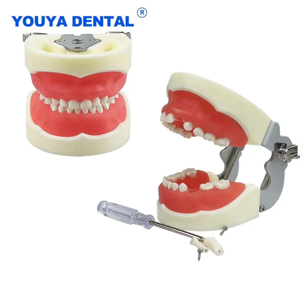 Kids Model With Gum Dental Removable Tooth Dentist student Practice Teaching Typodont Jaw Model Demonstration Display Tool
Kids Model With Gum Dental Removable Tooth Dentist student Practice Teaching Typodont Jaw Model Demonstration Display Tool