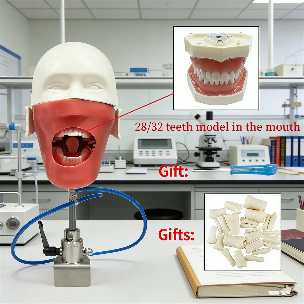 Dental Simulator Mannequin Head Dentistry Teaching Head Model Phantom 28/32 Typodont Teeth Model Practice Training Equipment
Dental Simulator Mannequin Head Dentistry Teaching Head Model Phantom 28/32 Typodont Teeth Model Practice Training Equipment