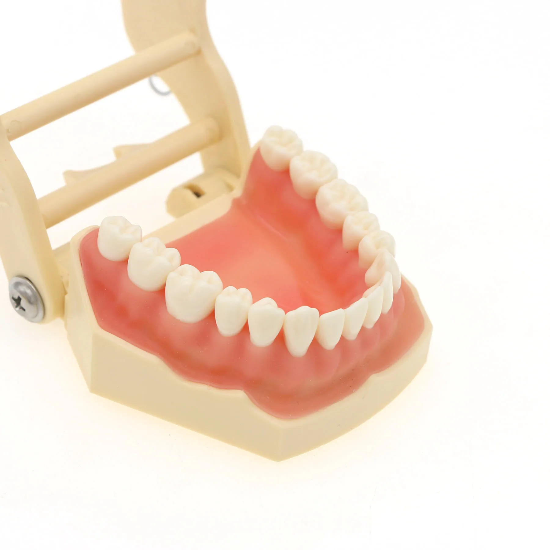 Dental Restorative Typodont Teeth Model Fit Frasaco AG3 Type 32Pcs Removable Teeth M8014
Dental Restorative Typodont Teeth Model Fit Frasaco AG3 Type 32Pcs Removable Teeth M8014