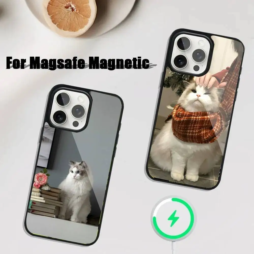 Ragdoll Kitten Cat Phone Case For iPhone 17,16,15,14,13,12,11,Pro,Max,Plus,Mini,SE4,E Magnetic Magsafe Wireless Charging
Ragdoll Kitten Cat Phone Case For iPhone 17,16,15,14,13,12,11,Pro,Max,Plus,Mini,SE4,E Magnetic Magsafe Wireless Charging