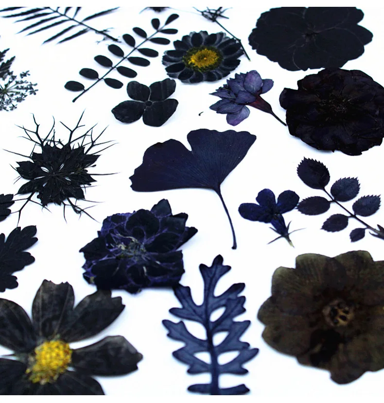48Pcs Dyed Black Dried Flowers DIY Materials Cross-Border Dried Flower Pressed Flower Wholesale Material Pack Plant Specimens Dried Leaves Stickers for Face Decoration
48Pcs Dyed Black Dried Flowers DIY Materials Cross-Border Dried Flower Pressed Flower Wholesale Material Pack Plant Specimens Dried Leaves Stickers for Face Decoration