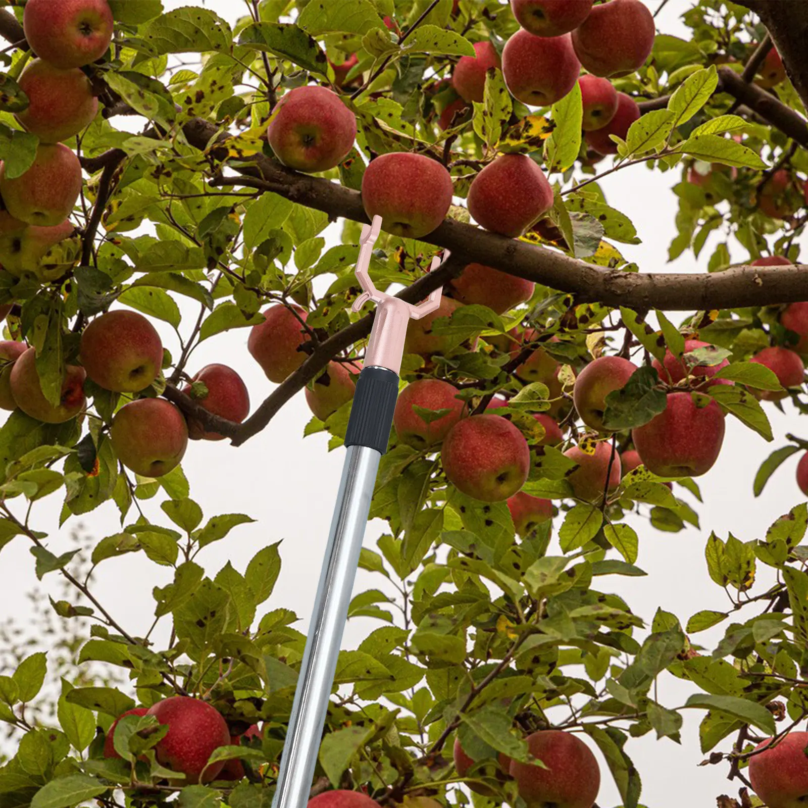 8Pcs Aluminum Alloy Fruit Tree Support Fork Heavy-Duty Wind-Resistant Branch Stabilizer for Orchard Garden Tree Prop Bracket
8Pcs Aluminum Alloy Fruit Tree Support Fork Heavy-Duty Wind-Resistant Branch Stabilizer for Orchard Garden Tree Prop Bracket