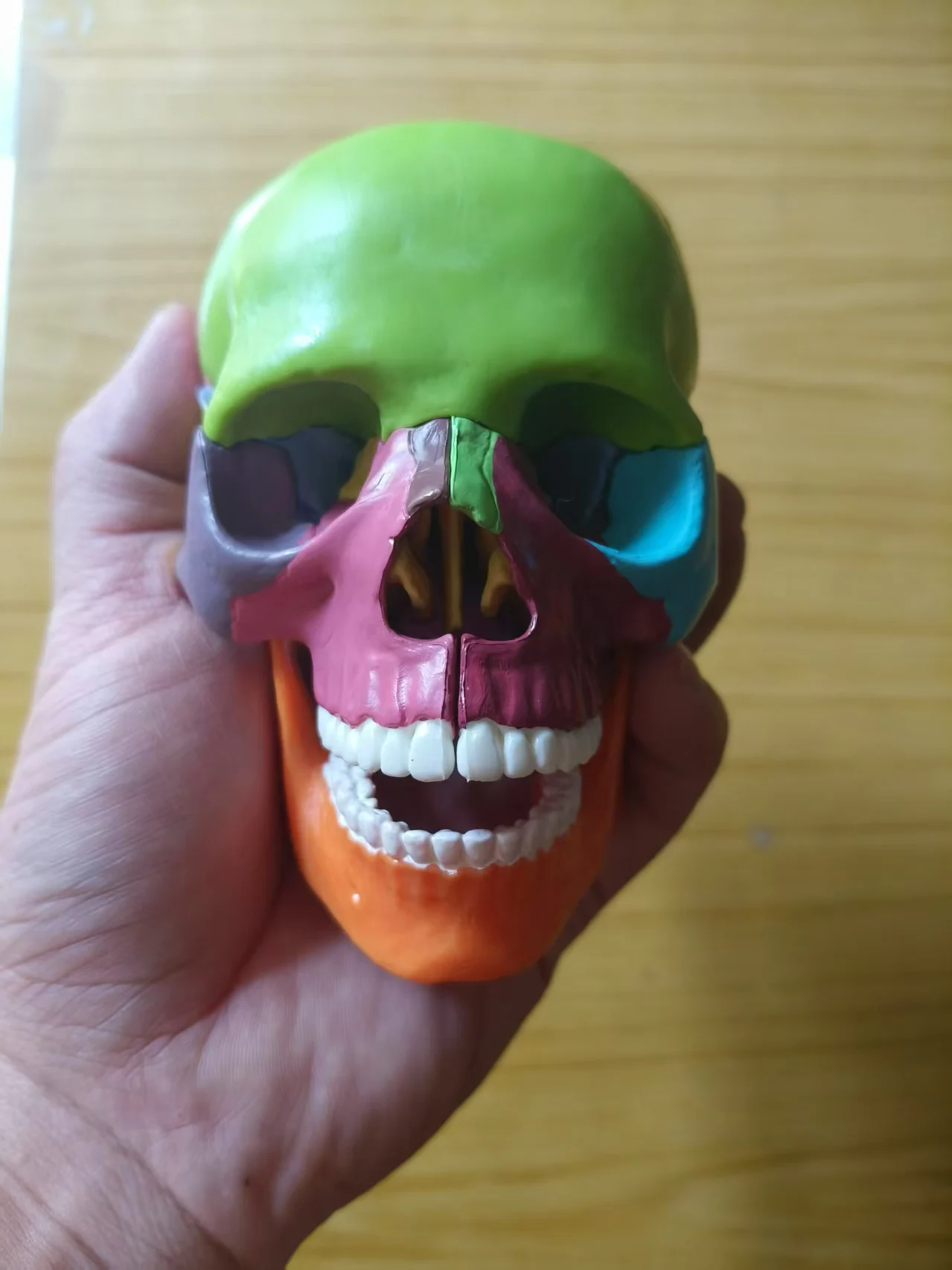 Anatomy 4D Human 15 Parts Skull Anatomical Model 1:2 Life Sized Assembled Medical Teaching Fine Arts
Anatomy 4D Human 15 Parts Skull Anatomical Model 1:2 Life Sized Assembled Medical Teaching Fine Arts