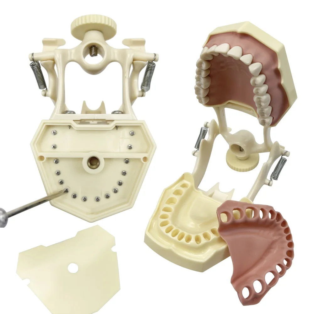 Dental 28/32 Teeth Model Soft Gum Typodont Plastic Jaw Frame Model Dentist Practice Teach Studying Training Demonstration Tools
Dental 28/32 Teeth Model Soft Gum Typodont Plastic Jaw Frame Model Dentist Practice Teach Studying Training Demonstration Tools